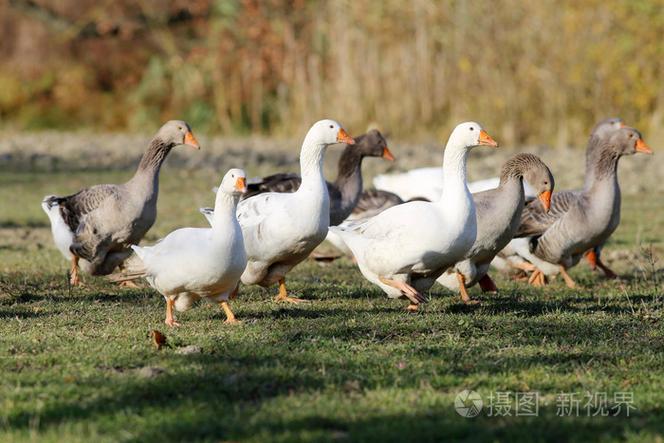 組的白國內鵝家禽飼養場